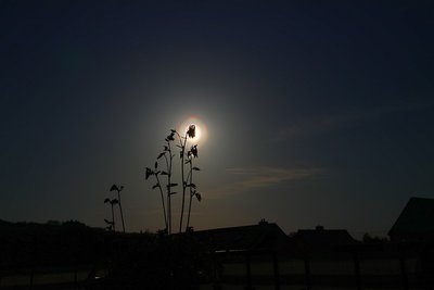 Visueller Eindruck mit Sonnenbrille