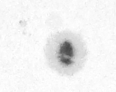 12:11 UT. Bildausschnitt, 100 Prozent Größe und leicht an den Reglern gedreht. 2,25 x Hyperion Barlow, f ca. 1800 mm