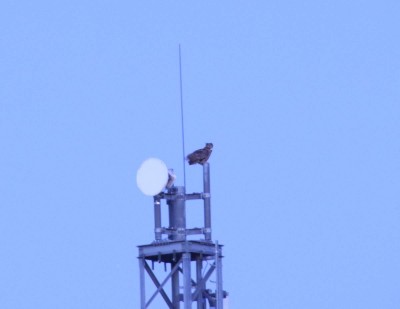 Mein Mitbeobachter gegen 23:00 MESZ: Uhu auf dem Sendeturm, später im Baum 30m neben mir....