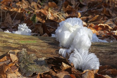 Haareis im Würmtal n. Starnberg 29.12.2019