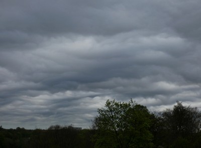 20 Sc asperatus 20200419c.jpg