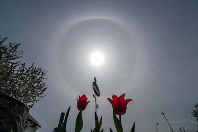 Tulpen mit 22° Halo, Horizontalkreis und Umschreibung
