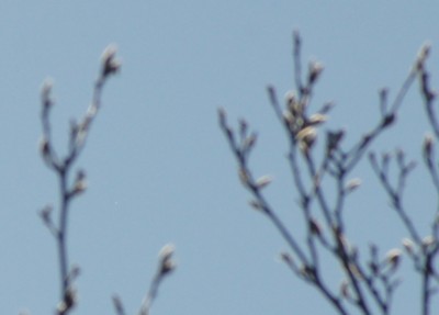 11:57 MEZ Venus mit 200mm, Ausschnitt in Originalgröße