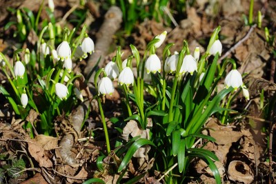 Frühlingsknotenbl.wenige.jpg