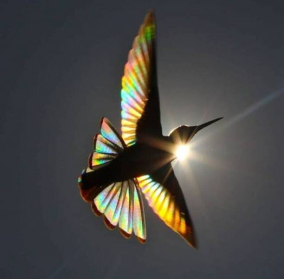 bird.jpg