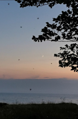 Schwärmender Junikäfer in der Abenddämmerung, im Hintergrund die untergehende Mondsichel (Schnelles Smartphonebild)