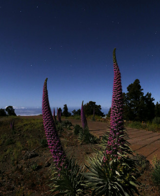 Typisch La Palma im Mai: blühende Tajinaste (Natternkopf, Echium wildpretii) im Vollmondlicht.