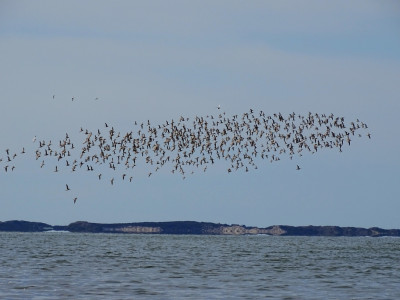 Die Vögel<br />Aufgenommen an der Nordküste von Föhr am 31.05.2022 um 15:37 MESZ. <br />Ein Schwarm Pfuhlschnepfen vor der gespiegelten Insel Sylt.
