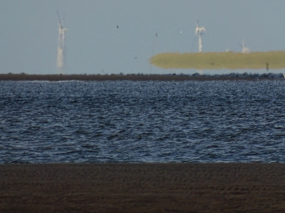 Sandschlange<br />Aufgenommen am Norddorfer Strand (Amrum) am 15.06.2022 um 20:34 MESZ