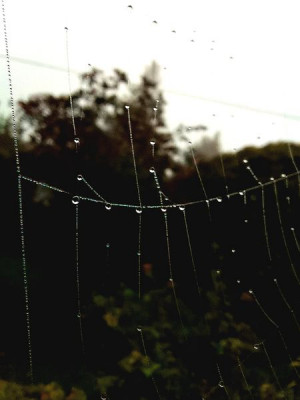 Spinnenwebe.jpg