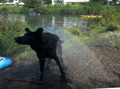 49 Hund mit Regenbogen Witten 20230910.jpg