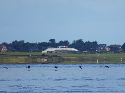 Der Flug der Wildgänse<br />Aufgenommen an 29.08.2023, 10:26 MESZ, auf der MS Eilun bei Wittdün.