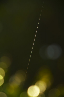 spinnfaden-grün-f.jpg
