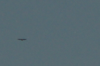 Jupiter (re.) mit Bussard(?)
