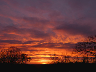 8 Morgenrot mit Vogel 20240218.jpg