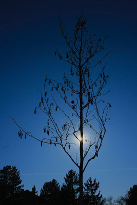 Erle ohne Pollen-F.JPG