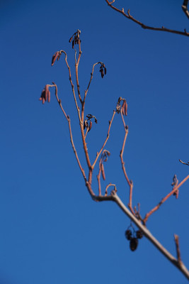 junge Erle 050325-F.jpg