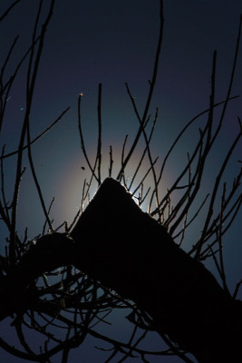 Korona060325-F.jpg