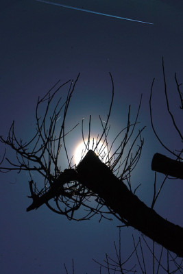 Pollenkorona Hasel 060325F.jpg