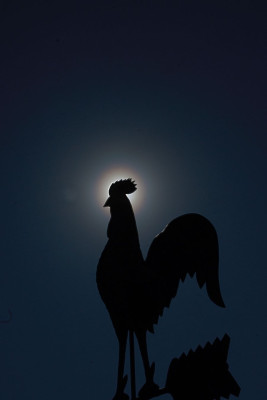 Korna Wetterhahn-F.jpg