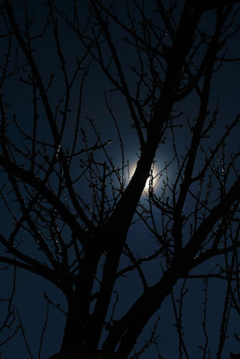 Korona durch MarillenbaumF.JPG