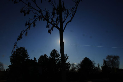 Erle mit Pollen 250226-F.jpg