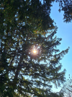 Schüttelcorona - F.jpg