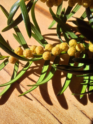 eibenpollen geschl.-F.jpg