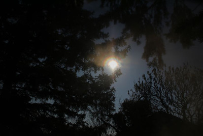 Pollencorona Eibe 050326-F.JPG