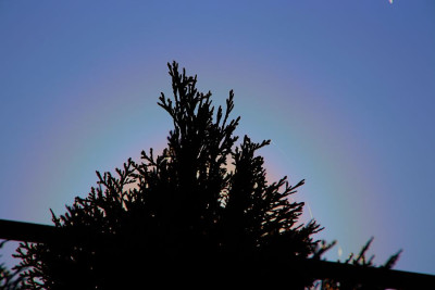 Pollencorona - 170426-F.JPG