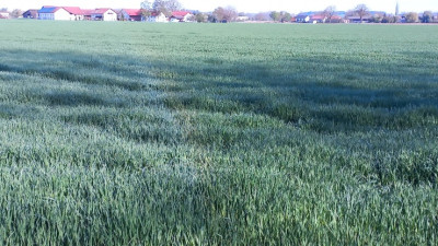 Taubogen bei 84431 Eichheim 8:34uhr