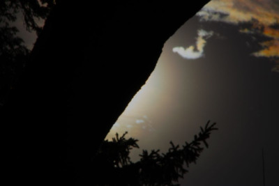 Fichtencorona-3-F.jpg