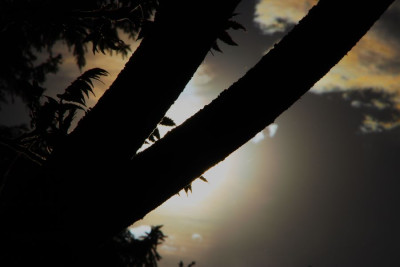 Fichtencorona050526-F.JPG