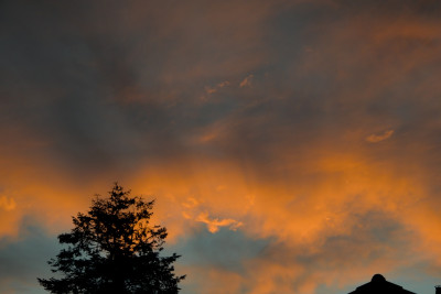 DSC_2385_350.jpg