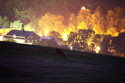 Nächtliche Rehe :-)