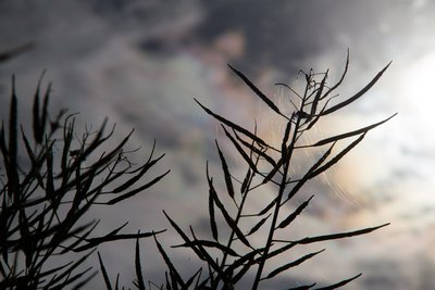 irisierende Wolken und &quot;Lichtkreise im Netz&quot;