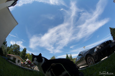 13:44 MESZ: Katze mit verblassenden Halos